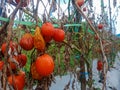 A group of rotting red tomatoes on a dry brown tree