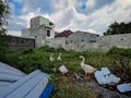 three geese are looking for food in the trash behind a building in the city of Malang