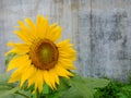 blooming sunflower with yellow petals, green leaves with bee perching on flower petals in garden Royalty Free Stock Photo