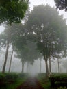 Blurred, Abstract, Tea garden with a stretch of green tea leaves and thick fog with a dirt path in the middle for background