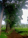 Blurred, Abstract, Tea garden with a stretch of green tea leaves and thick fog with a dirt path in the middle for background