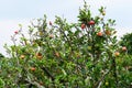 Malang, Indonesia organic apples hanging on a tree branch in an apple orchard. Royalty Free Stock Photo