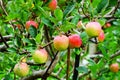 Malang, Indonesia organic apples hanging on a tree branch in an apple orchard. Royalty Free Stock Photo