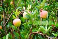 Malang, Indonesia organic apples hanging on a tree branch in an apple orchard. Royalty Free Stock Photo