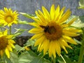 Malang, Indonesia - 2022 : sunflower blooms with yellow petals, green leaves with insects perched on petals in the garden