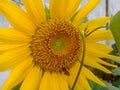 Malang, Indonesia - 2022 : sunflower blooms with yellow petals, green leaves with insects perched on petals in the garden