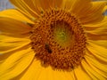 Malang, Indonesia - 2022 : sunflower blooms with yellow petals, green leaves with insects perched on petals in the garden