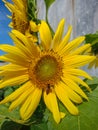 Malang, Indonesia - 2022 : sunflower blooms with yellow petals, green leaves with insects perched on petals in the garden