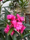 pink nerium oleander flower plant in bloom and some unopened flower buds with green lanceolate leaves Royalty Free Stock Photo