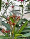 pink nerium oleander flower plant with a few unblown flower buds and green lanceolate leaves Royalty Free Stock Photo
