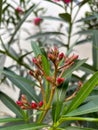 pink nerium oleander flower plant with a few unblown flower buds and green lanceolate leaves Royalty Free Stock Photo