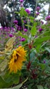 Sunflower plant with wilted yellow petals against a background of purple knobs Royalty Free Stock Photo