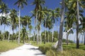 Malapascua island sandy roads palm trees philippines Royalty Free Stock Photo