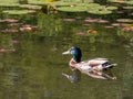 Malard duck swimming in summer along side of wild lily pads Royalty Free Stock Photo