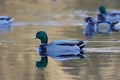 Malard duck swims in golden reflection on pond in morning light with other ducks Royalty Free Stock Photo