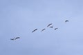 Malards in flight on a soft blue sky - Anas platyrhynchos Royalty Free Stock Photo