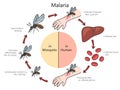 Malaria disease structure diagram medical science