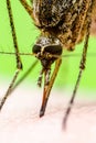 Malaria Infected Mosquito Bite on Green Background. Leishmaniasis, Encephalitis, Yellow Fever, Dengue, Malaria Disease, Mayaro or Royalty Free Stock Photo