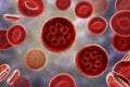 The malaria-infected red blood cell Royalty Free Stock Photo