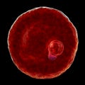 The malaria-infected red blood cell Royalty Free Stock Photo