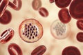 The malaria-infected red blood cells