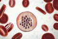 The malaria-infected red blood cells