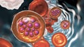 Red blood cell infected with malaria parasite Plasmodium vivax, schizont stage Royalty Free Stock Photo