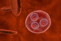 Malaria. Plasmodium vivax in early trophozoite ring stage inside red blood cell Royalty Free Stock Photo