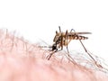 Malaria or Zika Virus Infected Mosquito Bite Isolated on White