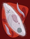 Malarian Plasmodium across Bloodstream, Vector Illustration