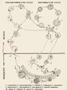 Malarian plasmodium life cycle. Biological image.