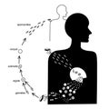 Malarian plasmodium life cycle. Vector drawing image. Royalty Free Stock Photo