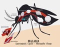 Malarian Plasmodium Life Cycle: Mosquito Infection, Vector Illustration Royalty Free Stock Photo