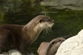 Malasian short clawed Otter