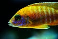 Malawi cichlid aulonocara Red Rubin aquarium fish