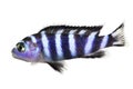 Malawi Cichlid Pseudotropheus demasoni tropical aquarium fish isolated Royalty Free Stock Photo