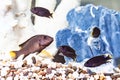 Malawi cichlids aquarium fish Royalty Free Stock Photo