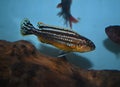 Malawi golden cichlid swimming in freswater aquarium