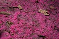 Malay Apple flowers, Syzygium Malaccense, on soil