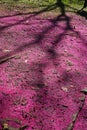 Malay Apple flowers, Syzygium Malaccense, on soil