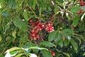 Malay apple fruits on tree, Syzygium malaccense, Rio