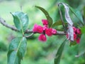 Malay apple, Syzygium malaccense malaccense red flower fruit on tree Royalty Free Stock Photo