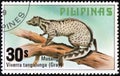 Malay Civet (Viverra tangalunga) Royalty Free Stock Photo