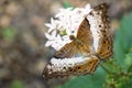 Malay cruiser butterfly - Vindula dejone