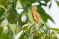 Malay Cruiser Vindula dejone erotella butterfly on green leaf.