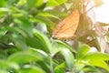 Malay Cruiser Vindula dejone erotella butterfly on green leaf.