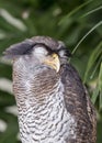 Malay eagle-owl Bubo sumatranus Royalty Free Stock Photo