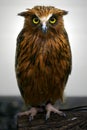 Malay Fish Owl Royalty Free Stock Photo