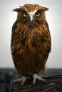 Malay Fish Owl