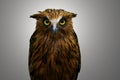 Malay Fish Owl Royalty Free Stock Photo